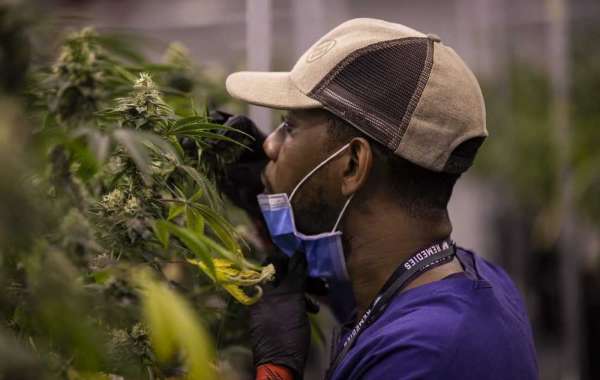 |WORK| Cannabis Vape Sales Falter As Lung Illnesses Rise Iso Utorrent Windows Pro Free