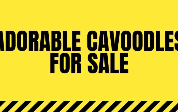 Adorable Cavoodles for Sale in Melbourne: Your Dream Companion Awaits